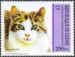 Gatos Domésticos (Felis silvestris catus)