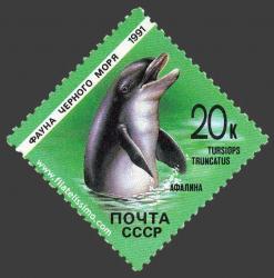 Delfí­n mular o delfí­n nariz de botella