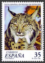 Lince Ibérico (Lynx pardinus)