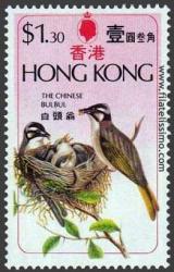 Chinese Bulbul (Pycnonotus sinensis)