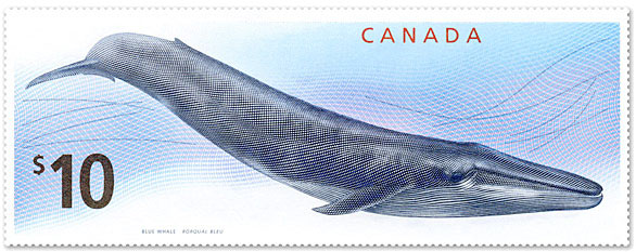 Sello ballena azul, Canada 2010